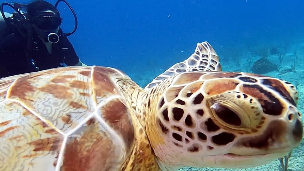 Ultra Marine Divers - Imagen 1