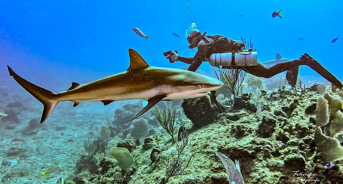 Dive Dominicana - PADI & IANTD Technical Diving center - Imagen 3