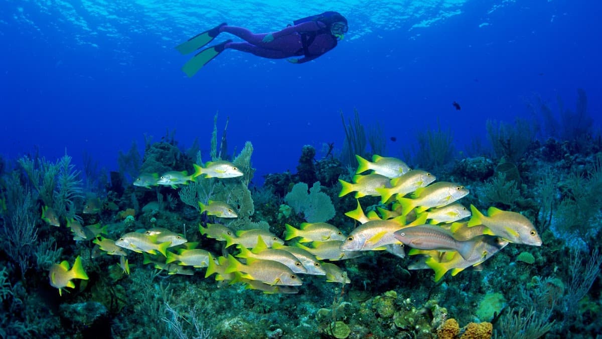 SeaPro Divers - Imagen 1