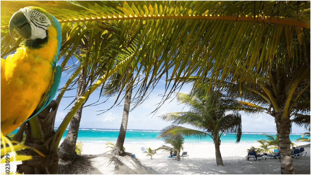 Caribbean Dreams Realty Punta Cana - Imagen 1