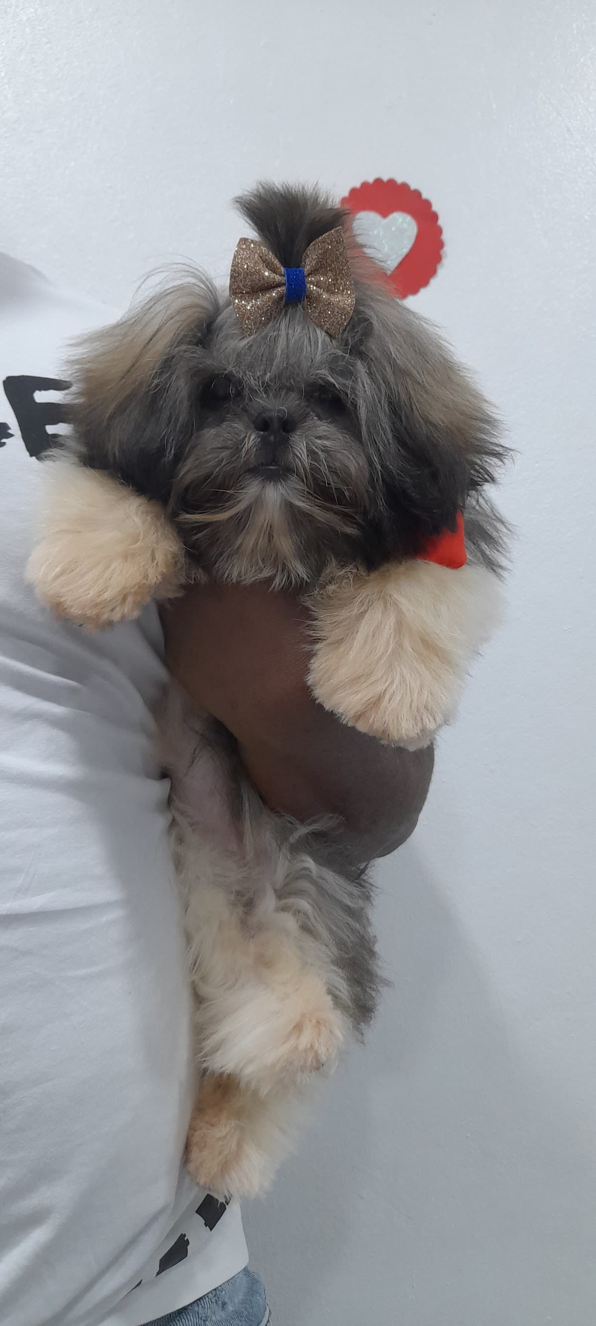 Veterinaria Dra. Silvestre - Imagen 3