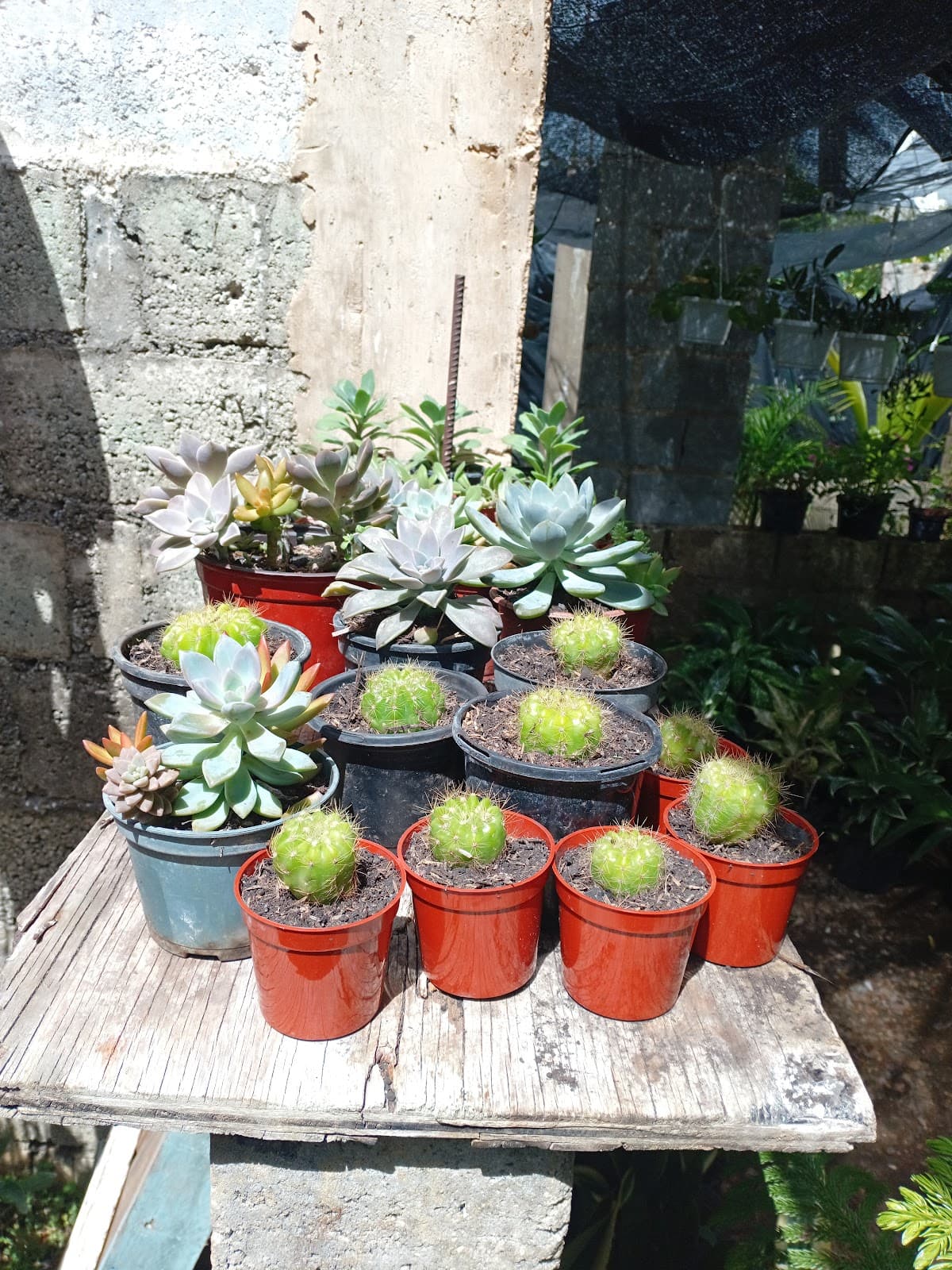 Vivero Dania - Imagen 1