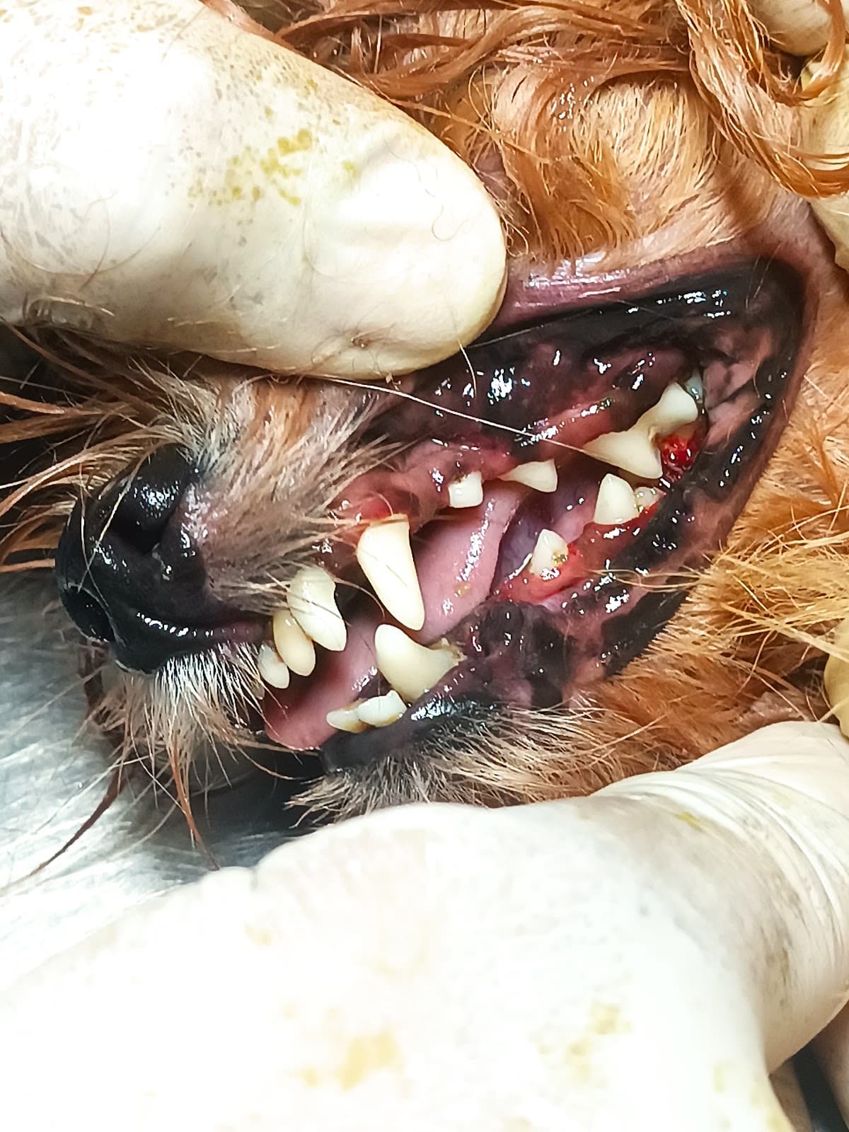 Animalandia - Imagen 3