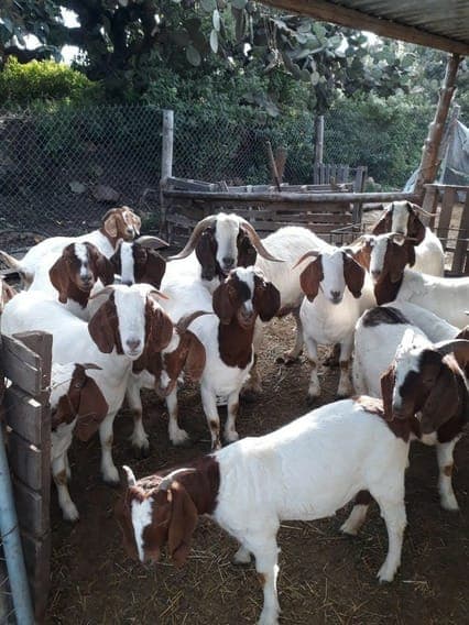 Agropecuaria Dońa Reyna - Imagen 1